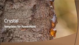  Presentation with australia - Presentation theme with dripping sap natural gum tree background and a violet colored foreground