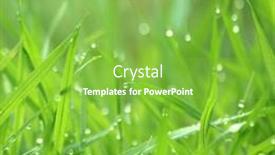  Presentation with swallow - Slides having drippy-grass-background-swallow-depth background and a seafoam green colored foreground