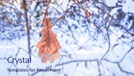  Presentation with maple leaf - Presentation theme enhanced with driven pile - landscape with the image background and a  colored foreground