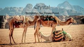  Presentation with rum - Slide deck enhanced with dromedaries-rest-in-the-wadi background and a light blue colored foreground