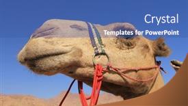  Presentation with camel - PPT layouts enhanced with dromedary camel in desert beside red sea background and a ocean colored foreground