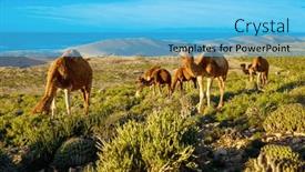  Presentation with camel - Presentation theme featuring dromedary-camel-in-morocco background and a light blue colored foreground