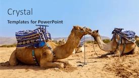  Presentation with sahara - Presentation design enhanced with dromedary-camel-in-sahara-desert background and a light blue colored foreground