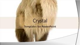  Presentation with lens flare on white - Amazing slides having dromedary in front of a white background backdrop and a coral colored foreground