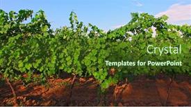  Presentation with agriculture drone - Presentation theme enhanced with drone-fly-between-grape-s background and a tawny brown colored foreground