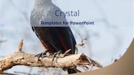  Presentation with tree - Presentation theme enhanced with drongo-perched-in-a-tree background and a sky blue colored foreground