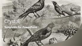  Presentation with old - Beautiful PPT layouts featuring drongos-old-illustration-created backdrop and a gray colored foreground