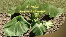  Presentation with salinity steress in plant - Slides with drooping pumpkin plant at the hottest time of the day background and a tawny brown colored foreground