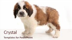  Presentation with saint - Theme enhanced with droopy saint bernard puppy looking background and a  colored foreground