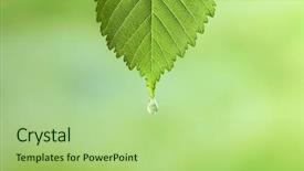  Presentation with green leaf - PPT theme with drop of chamomile essential oil background and a mint green colored foreground