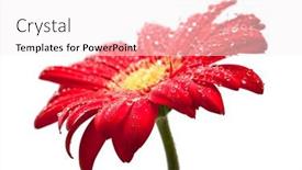  Presentation with dew drop - Colorful slide deck enhanced with drop of dew on gerber backdrop and a sky blue colored foreground