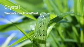  Presentation with dew drop - Colorful slides enhanced with drop of dew on a blade of grass backdrop and a seafoam green colored foreground