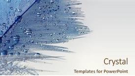  Presentation with dew drop - Cool new slide deck with drop of water dew backdrop and a sky blue colored foreground