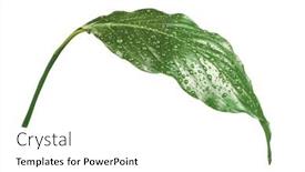  Presentation with drop - Presentation theme enhanced with drop-of-water-drips-onto background and a  colored foreground