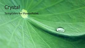 Presentation with water lily - Presentation with drop of water on leaf of water lily background and a ocean colored foreground