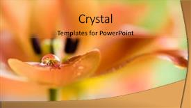  Presentation with water drop - Amazing presentation theme having drop of water on tulip backdrop and a gold colored foreground