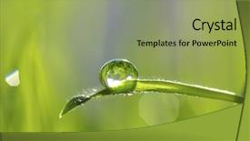  Presentation with drop - PPT theme having drop on grass background and a seafoam green colored foreground