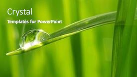  Presentation with drop - Cool new presentation theme with turron typical christmas sweet in spain almond nougat on red napkin on dark wooden background with christmas decoration snow and fir tree backdrop and a coral colored foreground