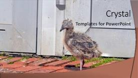  Presentation with chick - PPT layouts consisting of dropped out of the nest background and a light gray colored foreground