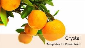  Presentation with tree - Slide deck with dropped parts - beautiful tangerine tree background and a yellow colored foreground