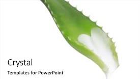  Presentation with aloe vera - Colorful presentation enhanced with dropped parts - fresh leaf of aloe vera backdrop and a white colored foreground
