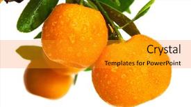  Presentation with water drops - PPT theme consisting of dropped parts - mandarins with drops of water background and a gold colored foreground