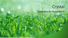  Presentation with rain - Presentation theme having grass with rain drops watering background and a mint green colored foreground