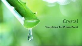  Presentation with aloe vera - Colorful PPT theme enhanced with dropping-aloe-vera-liquid backdrop and a seafoam green colored foreground