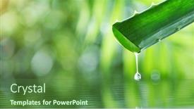  Presentation with aloe vera - Theme consisting of dropping-aloe-vera-liquid background and a tawny brown colored foreground