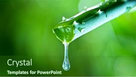  Presentation with aloe vera - Beautiful PPT theme featuring dropping-aloe-vera-liquid backdrop and a forest green colored foreground