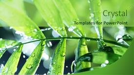  Presentation with palm leaves - PPT theme featuring dropping-water-on-palm-leaves background and a yellow colored foreground