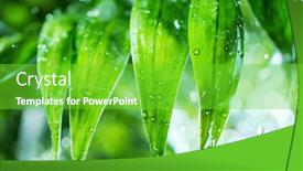  Presentation with palm leaves - PPT layouts enhanced with dropping-water-on-palm-leaves background and a seafoam green colored foreground