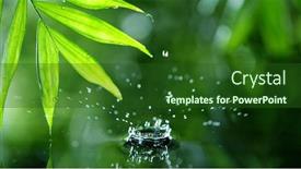  Presentation with water leaf - Amazing PPT theme having dropping-water-with-palm-leaf backdrop and a forest green colored foreground