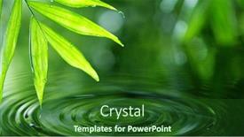  Presentation with water leaf - Colorful PPT theme enhanced with dropping-water-with-palm-leaf backdrop and a forest green colored foreground