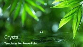  Presentation with water leaf - Amazing slides having dropping-water-with-palm-leaf backdrop and a forest green colored foreground