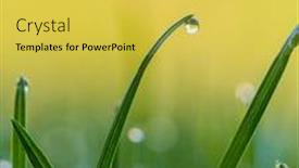  Presentation with blade - Presentation design with drops-of-dew background and a yellow colored foreground