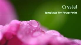  Presentation with pink rose petals - Slide deck consisting of drops-of-water background and a tawny brown colored foreground