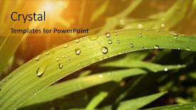  Presentation with water rain drop hanging on a fresh green leaf - Audience pleasing presentation design consisting of drops on a green leaf backdrop and a  colored foreground