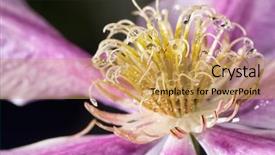  Presentation with clematis - Cool new slides with drops on a purple clematis backdrop and a  colored foreground