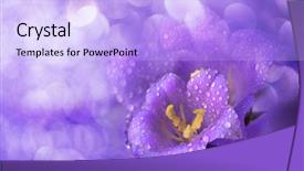  Presentation with shimmering - Theme featuring drops on a shimmering background background and a light blue colored foreground