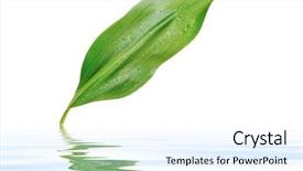  Presentation with green leaf water drops - Theme having drops on green plant reflection background and a  colored foreground