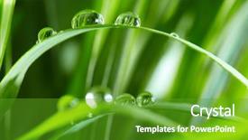  Presentation with water drops - Cool new presentation theme with drops on the green grass backdrop and a tawny brown colored foreground