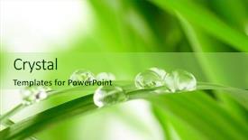  Presentation with water drops - Theme having drops on the green grass background and a yellow colored foreground
