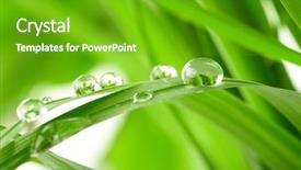  Presentation with water drops - Cool new PPT theme with drops on the green grass backdrop and a shamrock green colored foreground