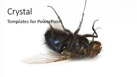  Presentation with fly - Theme having drosophila - dead fly background and a white colored foreground