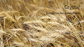  Presentation with drought - Cool new presentation theme with drought on a wheaten field backdrop and a gold colored foreground