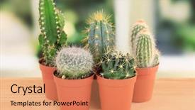  Presentation with drought - Colorful PPT theme enhanced with drought plant - collection of cactuses on windowsill backdrop and a coral colored foreground
