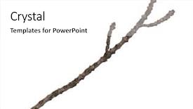  Presentation with single tree - Presentation theme having drought plant - single dry tree branch isolated background and a white colored foreground