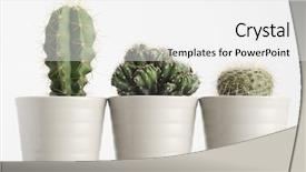  Presentation with cactus - Theme enhanced with drought plant - three different cactus on white background and a white colored foreground