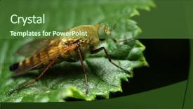  Presentation with house fly insect close up - PPT layouts consisting of fly - dangerous vehicle of infection background and a forest green colored foreground
